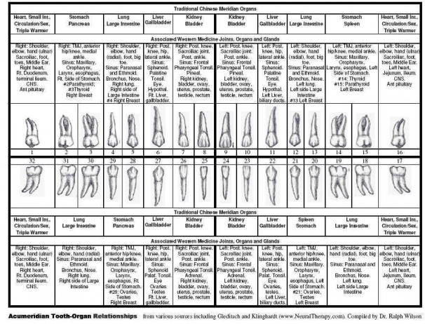 Anatomical Dental Chart